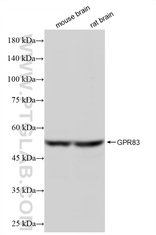 Western Blot (WB) analysis of various lysates using GPR83 Recombinant monoclonal antibody (87758-1-RR)