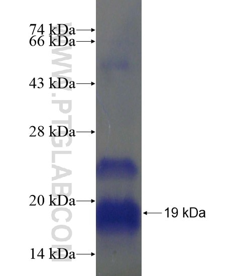 GPR83 fusion protein Ag20873 SDS-PAGE