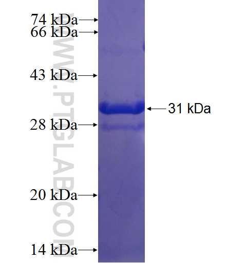 GPR87 fusion protein Ag23214 SDS-PAGE