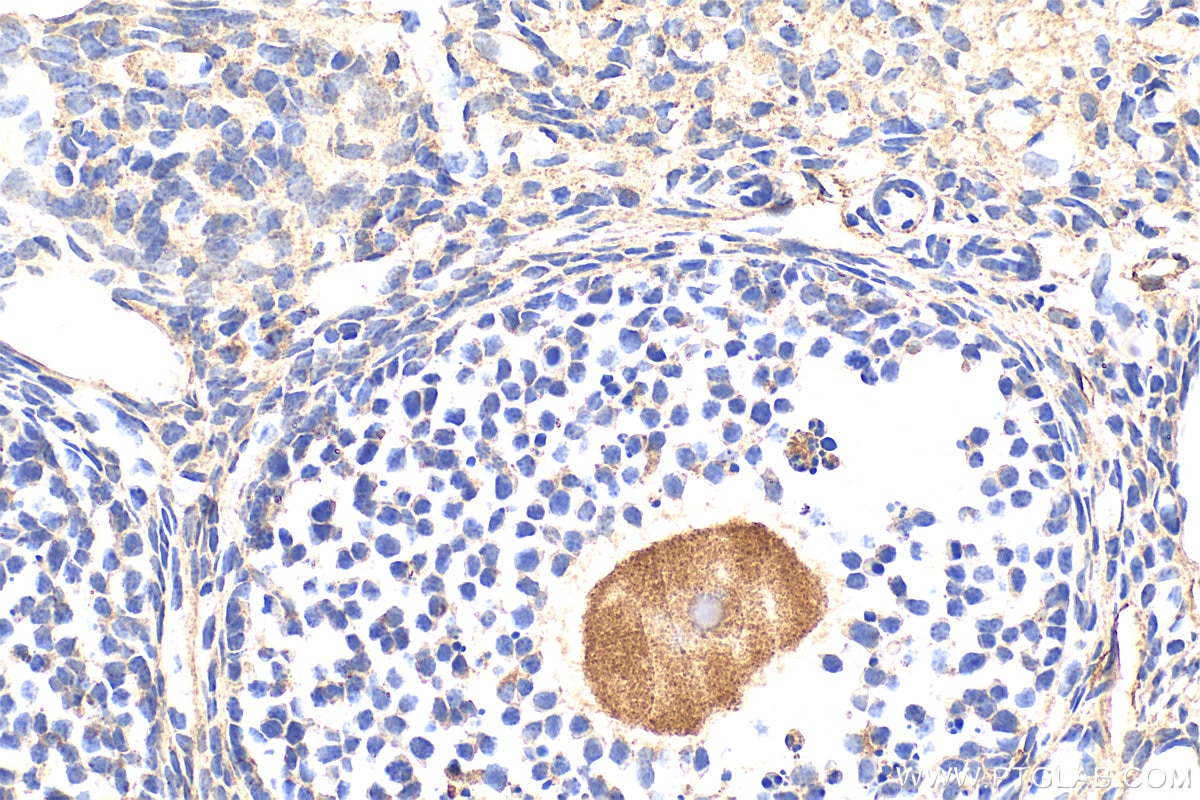 Immunohistochemistry (IHC) staining of mouse ovary tissue using GPR97 Polyclonal antibody (16756-1-AP)