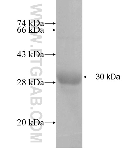 GPR97 fusion protein Ag10252 SDS-PAGE