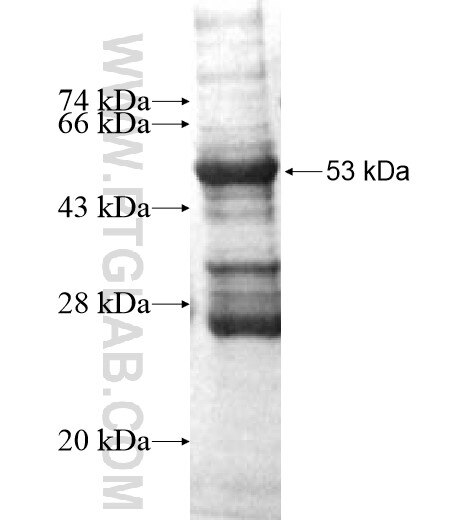 GPR97 fusion protein Ag10272 SDS-PAGE