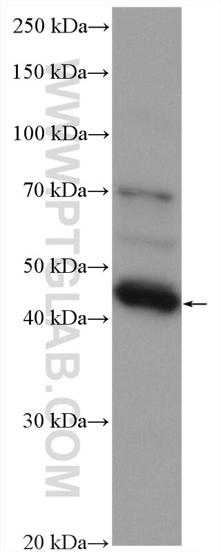 Western Blot (WB) analysis of RAW 264.7 cells using GPRC5A,RAI3 Polyclonal antibody (10309-1-AP)