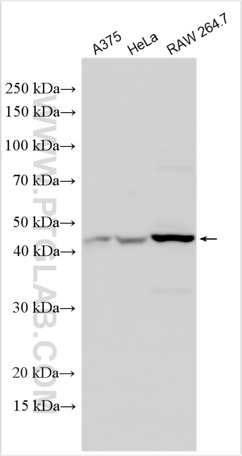 Western Blot (WB) analysis of various lysates using GPRC5A,RAI3 Polyclonal antibody (10309-1-AP)