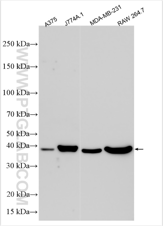 Western Blot (WB) analysis of various lysates using GPRC5A,RAI3 Polyclonal antibody (10309-1-AP)