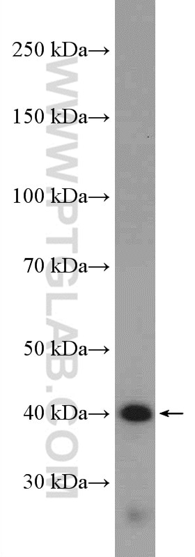 WB analysis of MCF-7 using 10309-1-AP