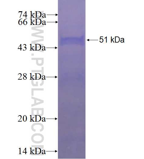 GPRC5A,RAI3 fusion protein Ag0311 SDS-PAGE