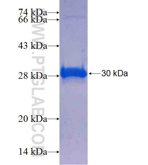 GPRC5B fusion protein Ag25225 SDS-PAGE
