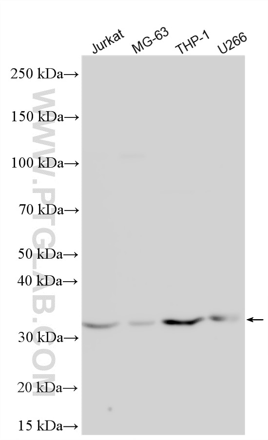 Western Blot (WB) analysis of various lysates using GPRC5D Polyclonal antibody (21089-1-AP)