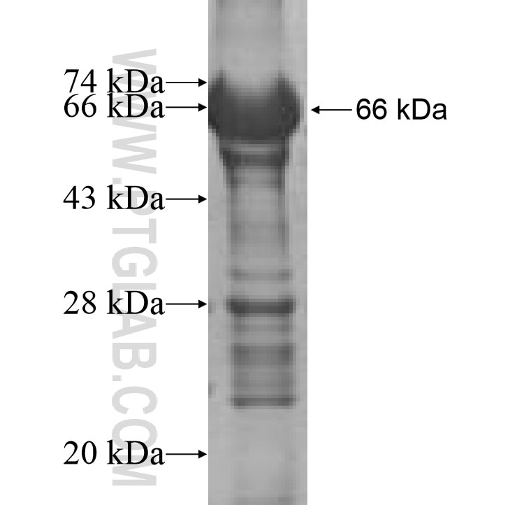 GPRIN2 fusion protein Ag9291 SDS-PAGE