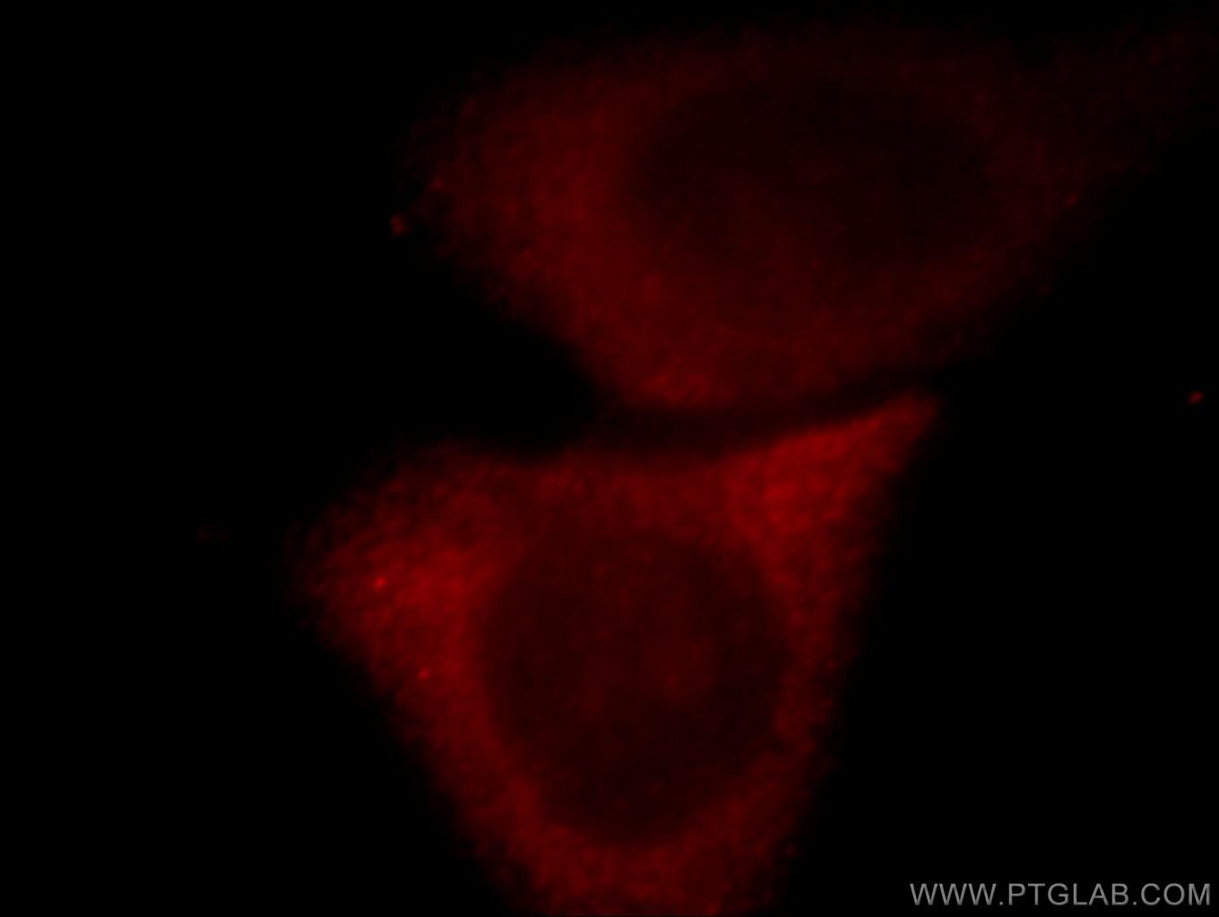 Immunofluorescence (IF) / fluorescent staining of HepG2 cells using GPRIN3-Specific Polyclonal antibody (20212-1-AP)