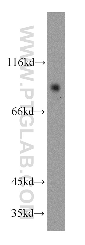 Western Blot (WB) analysis of human brain tissue using GPRIN3-Specific Polyclonal antibody (20212-1-AP)