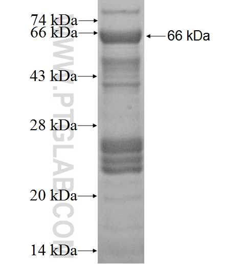 GPS1 fusion protein Ag2273 SDS-PAGE