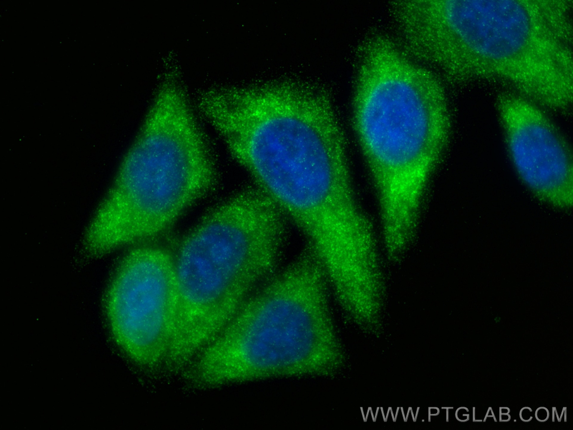 Immunofluorescence (IF) / fluorescent staining of HepG2 cells using GPSM1 Polyclonal antibody (11483-1-AP)