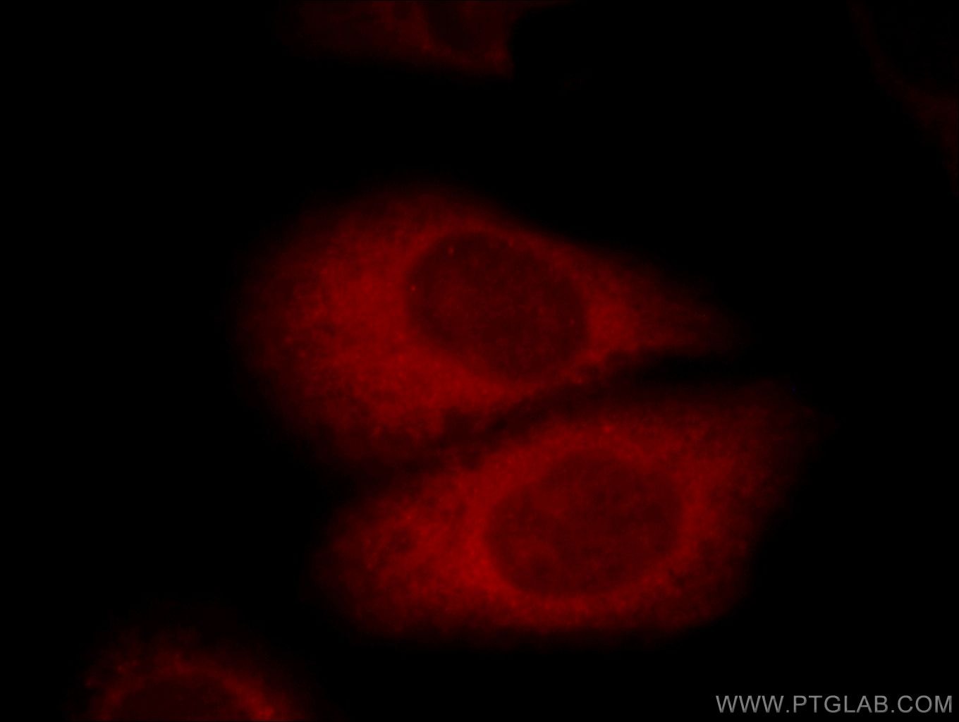 Immunofluorescence (IF) / fluorescent staining of HepG2 cells using GPSM1 Polyclonal antibody (11483-1-AP)