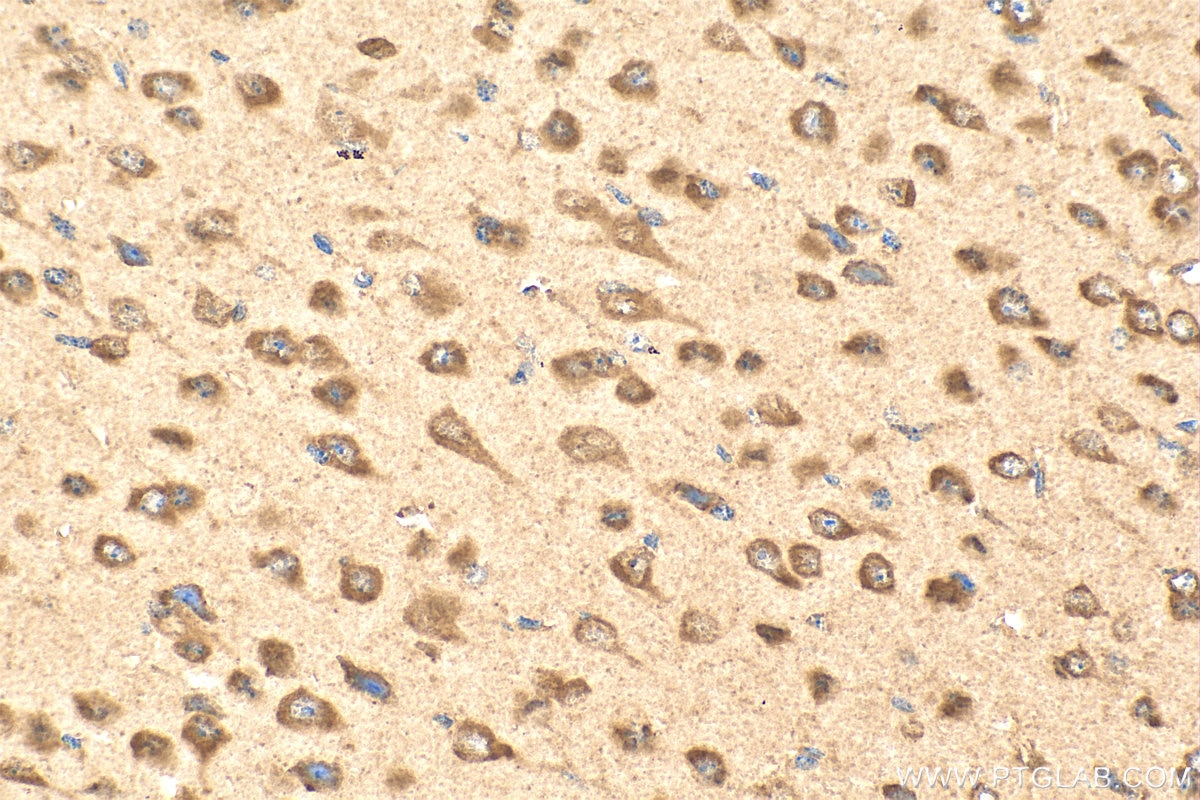 Immunohistochemistry (IHC) staining of mouse brain tissue using GPSM1 Polyclonal antibody (11483-1-AP)