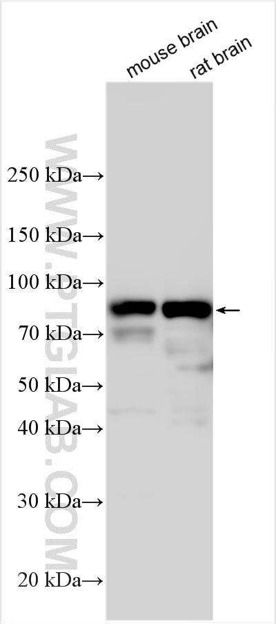 Western Blot (WB) analysis of various lysates using GPSM1 Polyclonal antibody (11483-1-AP)