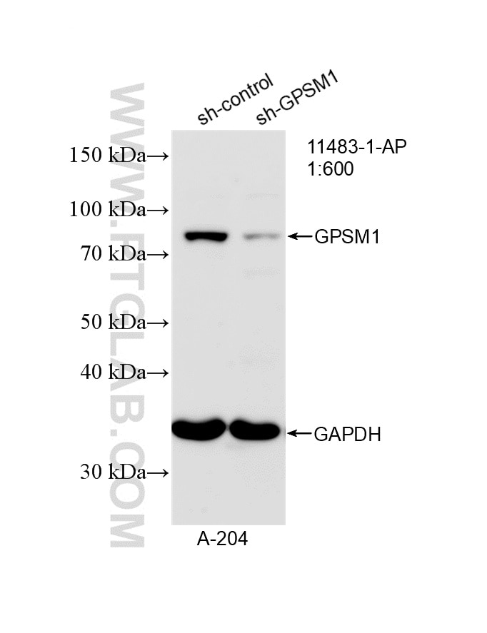 WB analysis of A-204 using 11483-1-AP Western Blot (WB) analysis of A-204 cells using GPSM1 Polyclonal antibody (11483-1-AP)