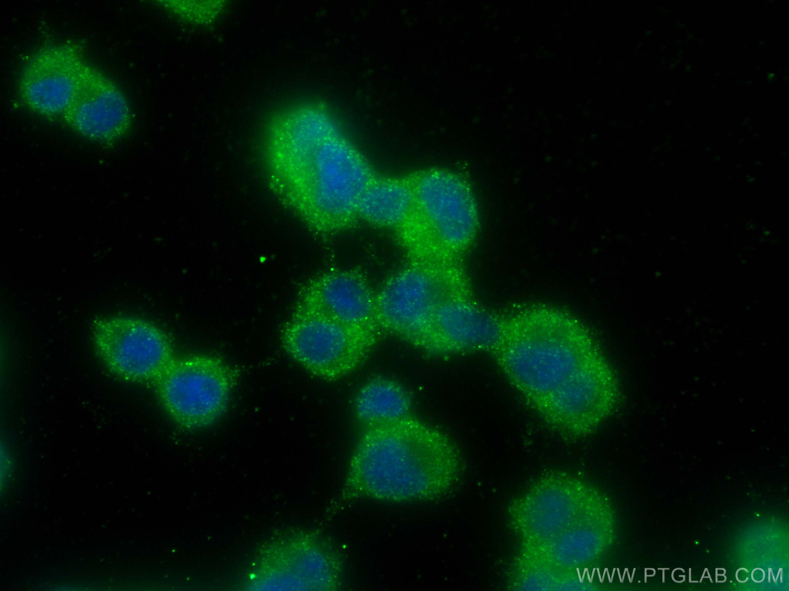 Immunofluorescence (IF) / fluorescent staining of PC-12 cells using GPSM1 Monoclonal antibody (68233-1-Ig)