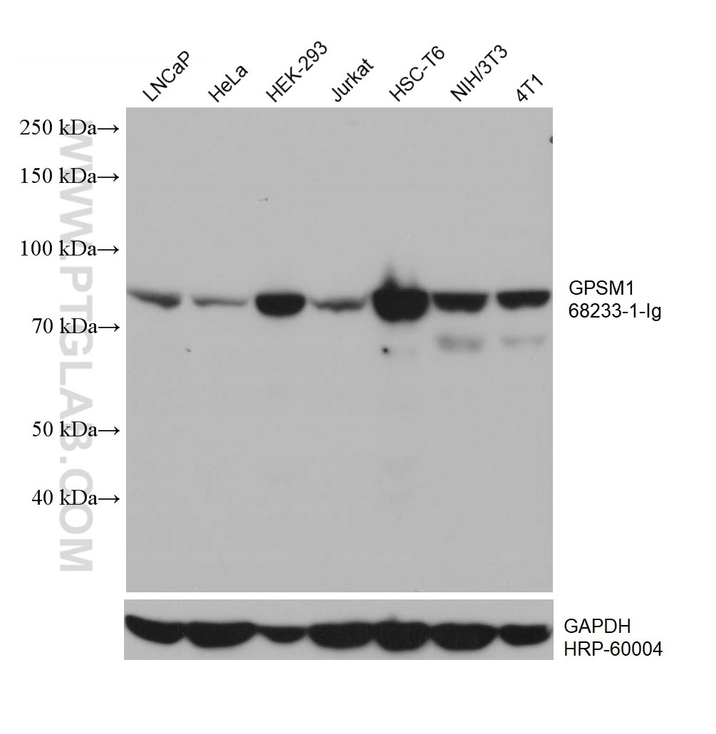 Western Blot (WB) analysis of various lysates using GPSM1 Monoclonal antibody (68233-1-Ig)