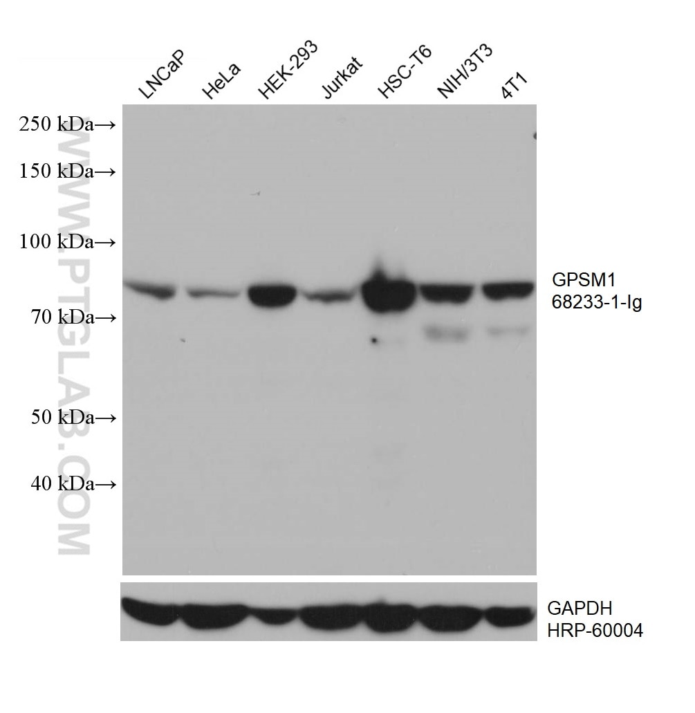 WB analysis using 68233-1-Ig