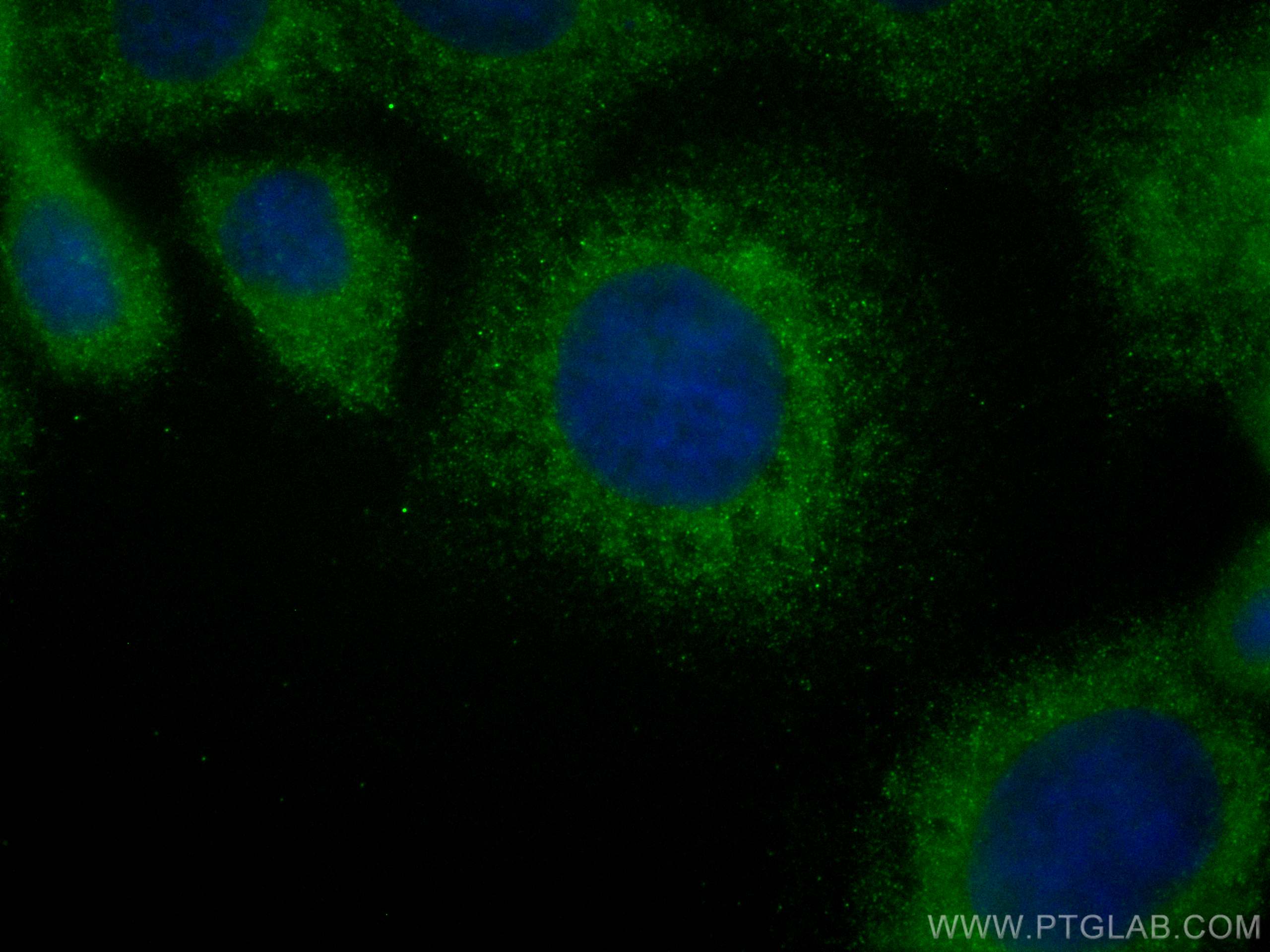 Immunofluorescence (IF) / fluorescent staining of A431 cells using CoraLite® Plus 488-conjugated GPSM1 Monoclonal ant (CL488-68233)