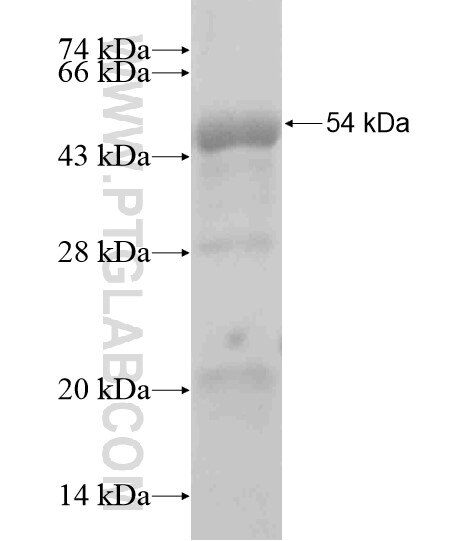 GPSM1 fusion protein Ag18989 SDS-PAGE