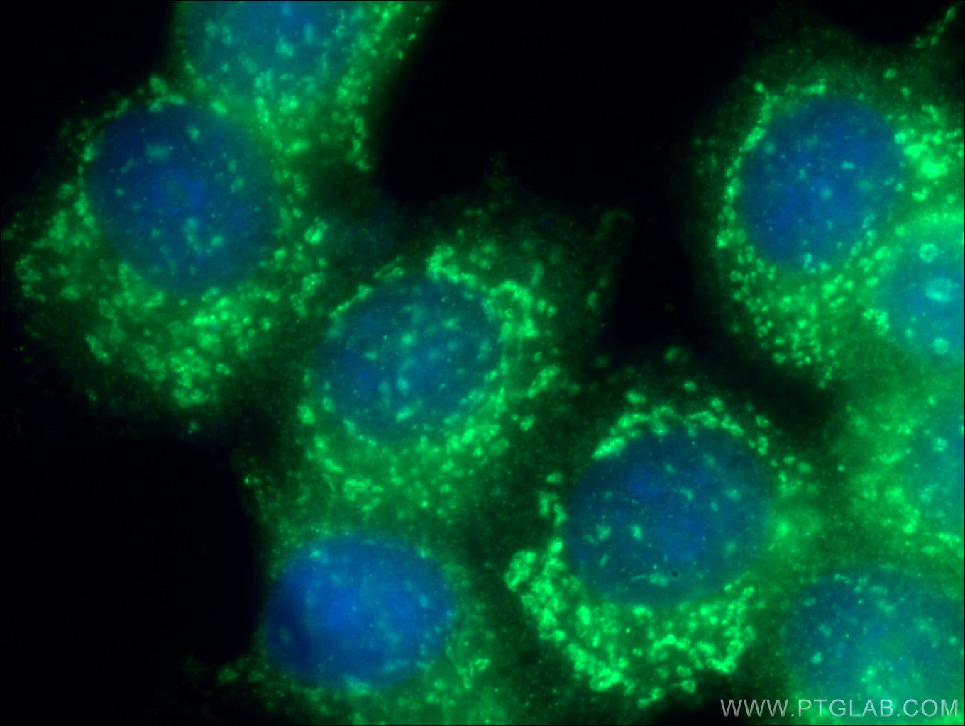 Immunofluorescence (IF) / fluorescent staining of MCF-7 cells using GPSM2 Polyclonal antibody (26798-1-AP)
