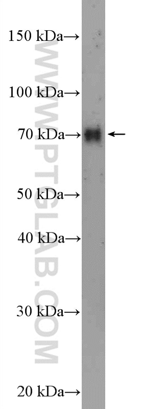 Western Blot (WB) analysis of HEK-293T cells using GPSM2 Polyclonal antibody (26798-1-AP)