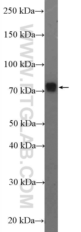 Western Blot (WB) analysis of mouse liver tissue using GPSM2 Polyclonal antibody (26798-1-AP)
