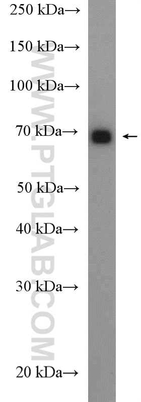 Western Blot (WB) analysis of HeLa cells using GPSM2 Polyclonal antibody (26798-1-AP)