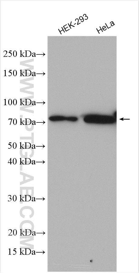 Western Blot (WB) analysis of various lysates using GPSM2 Polyclonal antibody (26798-1-AP)