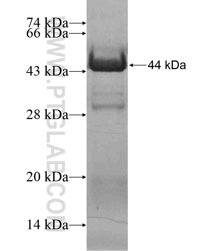 GPSM2 fusion protein Ag17167 SDS-PAGE