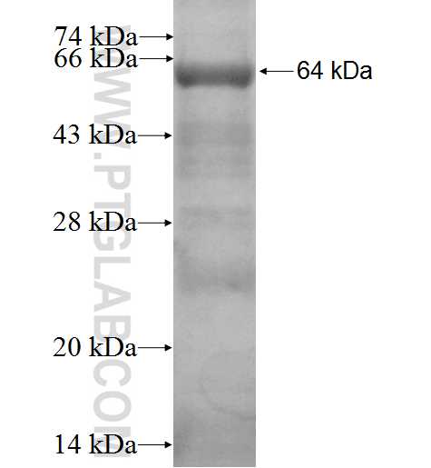 GPSM2 fusion protein Ag2167 SDS-PAGE