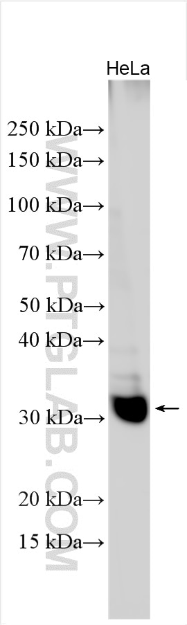 Western Blot (WB) analysis of various lysates using GPSN2 Polyclonal antibody (30047-1-AP)
