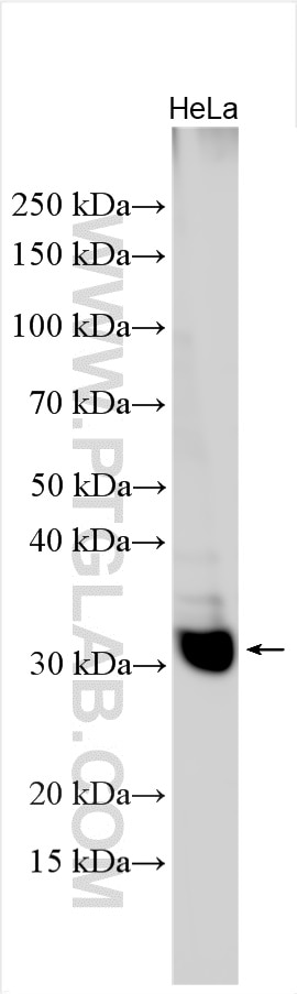 WB analysis using 30047-1-AP