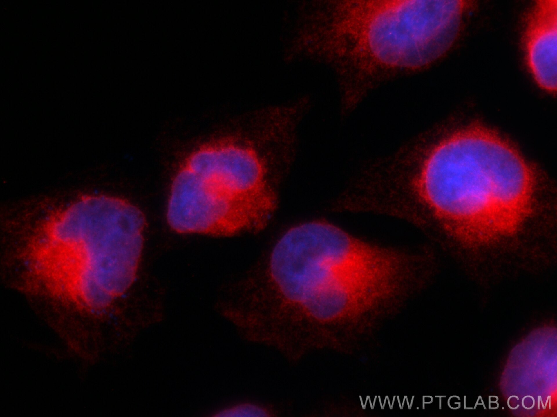 Immunofluorescence (IF) / fluorescent staining of U-251 cells using GPSN2 Recombinant antibody (83592-4-RR)
