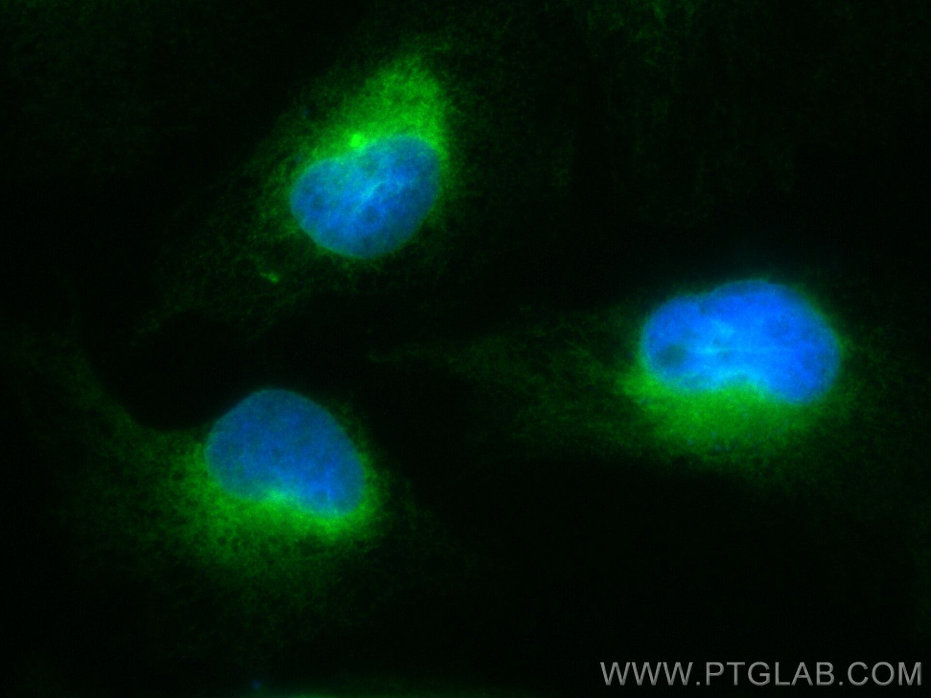 Immunofluorescence (IF) / fluorescent staining of U-251 cells using CoraLite® Plus 488-conjugated GPSN2 Recombinant an (CL488-83592-4)