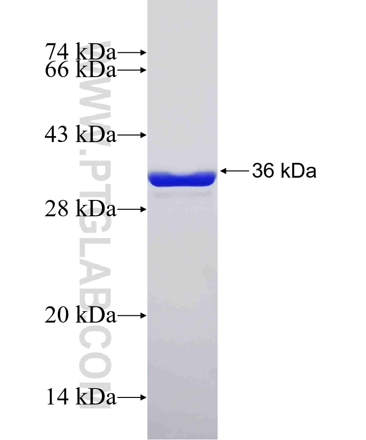 GPSN2 fusion protein Ag32598 SDS-PAGE