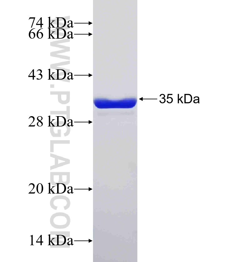 GPSN2 fusion protein Ag32598 SDS-PAGE