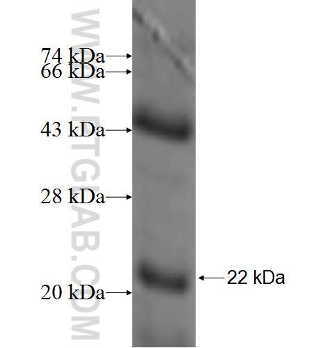 GPSN2 fusion protein Ag7241 SDS-PAGE