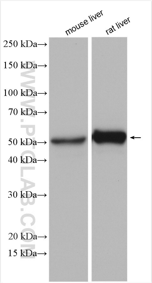 Western Blot (WB) analysis of various lysates using GPT/ ALT1 Polyclonal antibody (16897-1-AP)