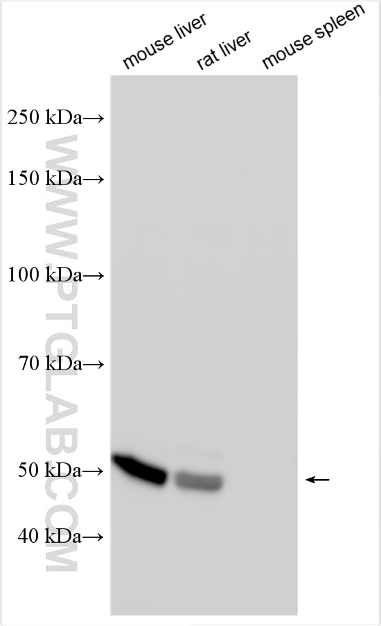 Western Blot (WB) analysis of various lysates using GPT / ALT1 Polyclonal antibody (16897-1-AP)