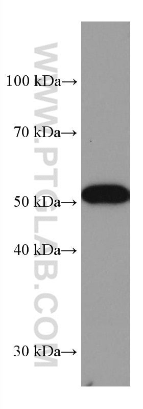 Western Blot (WB) analysis of pig heart tissue using GPT/ALT1 Monoclonal antibody (67531-1-Ig)