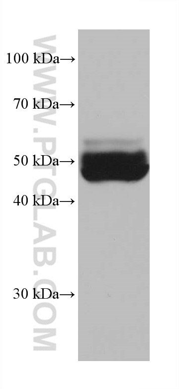 Western Blot (WB) analysis of mouse liver tissue using GPT/ALT1 Monoclonal antibody (67531-1-Ig)