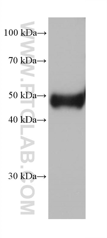 Western Blot (WB) analysis of rat liver tissue using GPT/ALT1 Monoclonal antibody (67531-1-Ig)