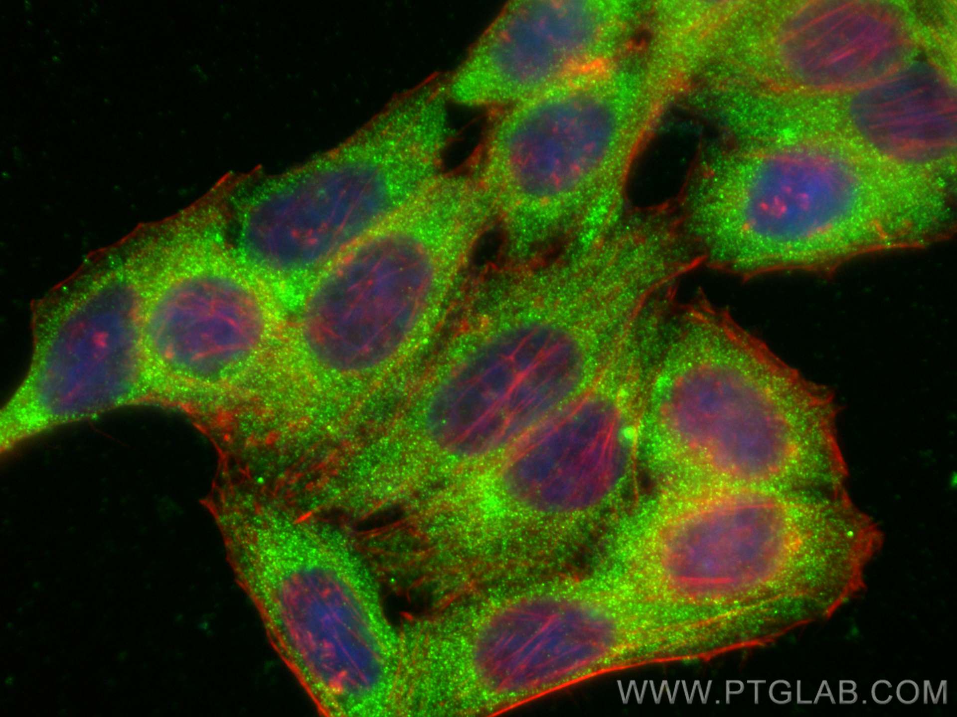 IF Staining of HepG2 using 16757-1-AP