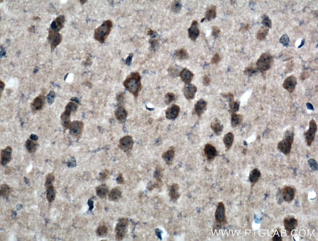 IHC staining of mouse brain using 16757-1-AP