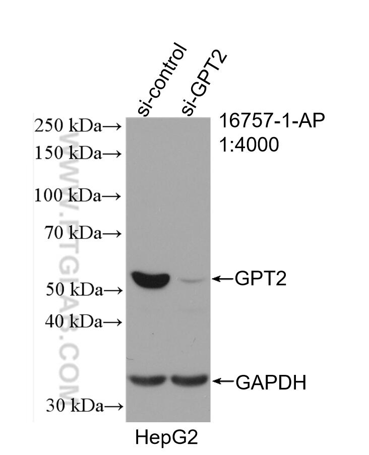 Western Blot (WB) analysis of HepG2 cells using GPT2 Polyclonal antibody (16757-1-AP)
