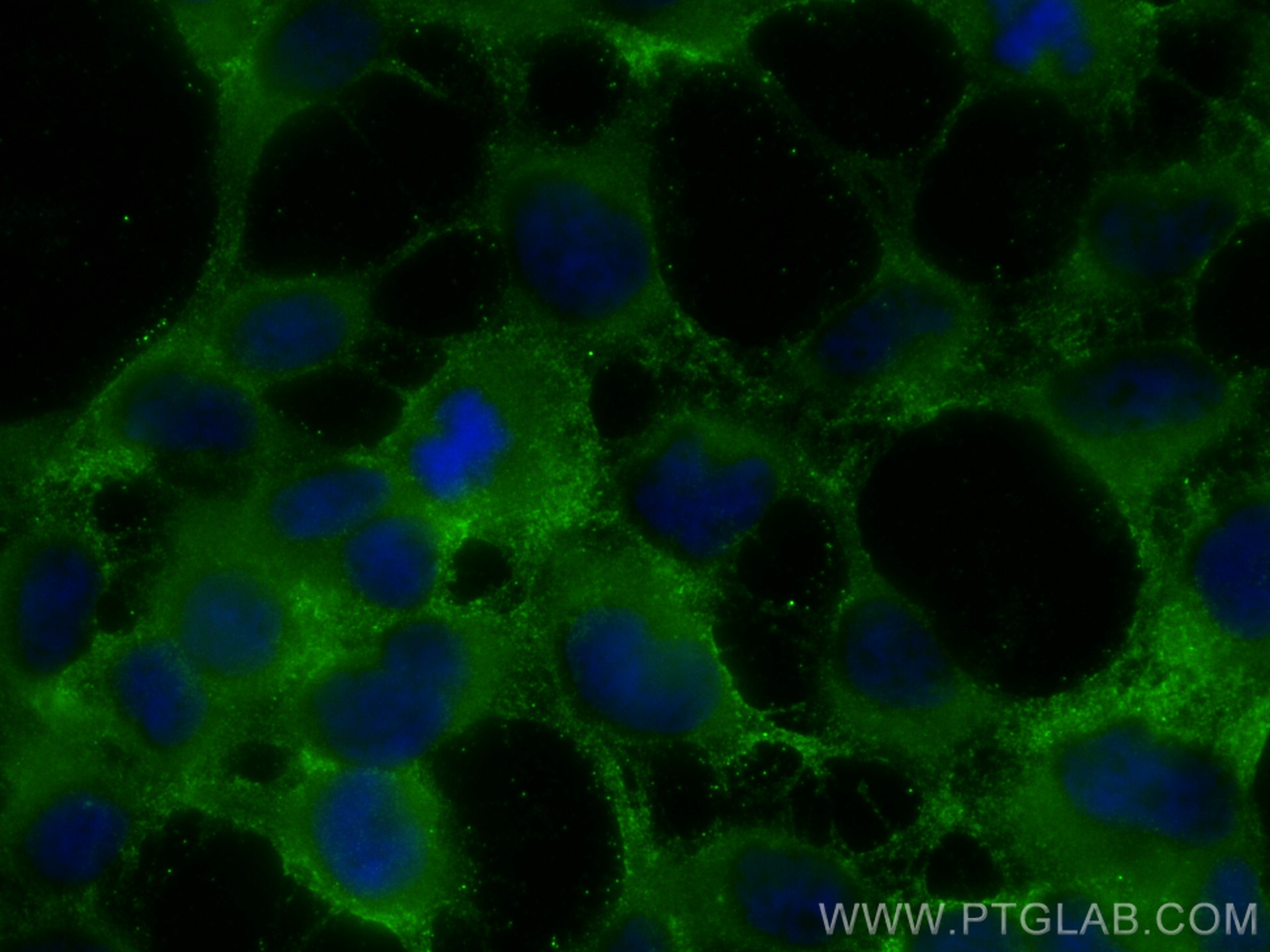 Immunofluorescence (IF) / fluorescent staining of HEK-293 cells using GPX3 Polyclonal antibody (13947-1-AP)